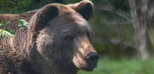 Slowakei: Braunbär verletzt Pilzsammler schwer