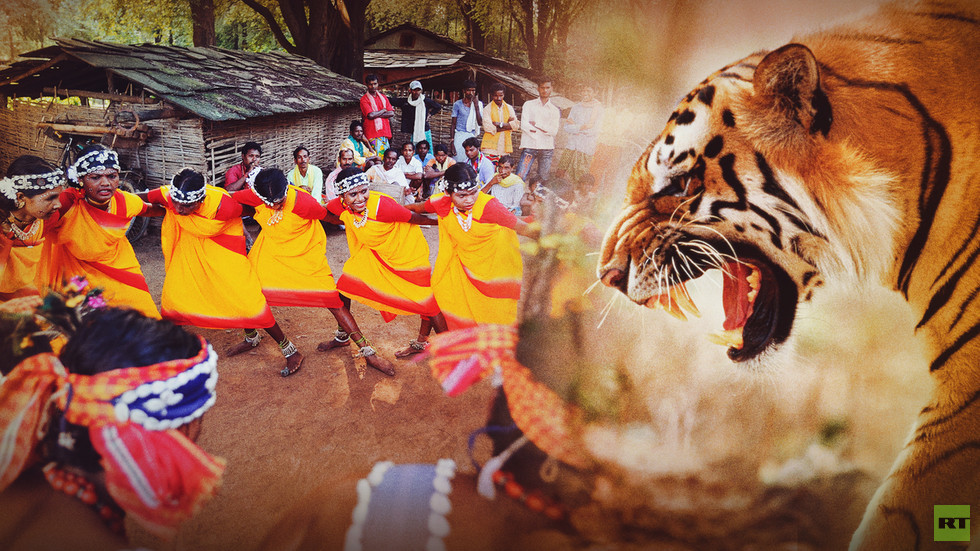 https://www.rt.com/india/605846-tigers-vs-tribals-why-thousands/Tigers vs tribals: Why are thousands of villagers up in arms against endangered species?