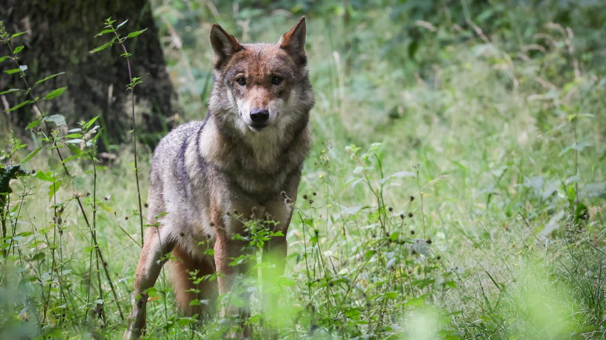 Illegale Tötung: Wolf im Landkreis Uelzen erschossen